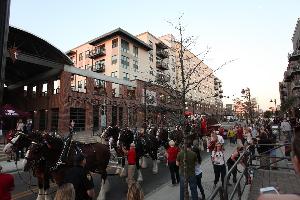 Clydesdales visit College Town in Tallahassee, Florida